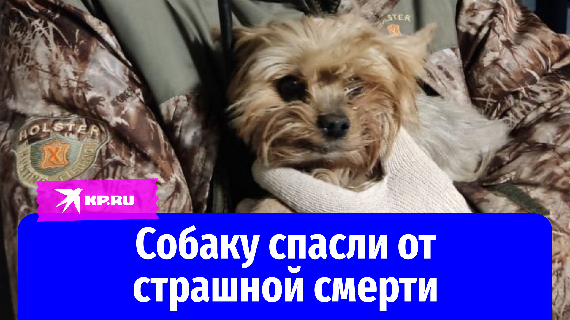 Увидеть умершую собаку. Увидеть умершую собаку