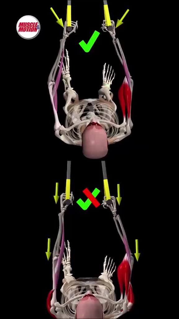 Какие мышцы сгибают и разгибают руку. Мышцы сгибатели локтевого сустава. Какие мышцы сгибают и разгибают руку. Сгибание плеча. Отведение руки в плечевом суставе мышцы.