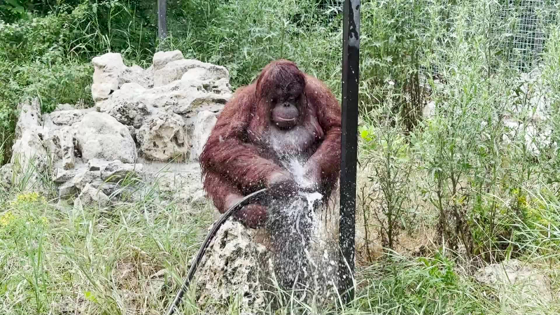парк львов прайд. заповедник тайган в крыму. тайган хотят закрыть. зоопарк тайган в крыму. львица азиза парк тайган.