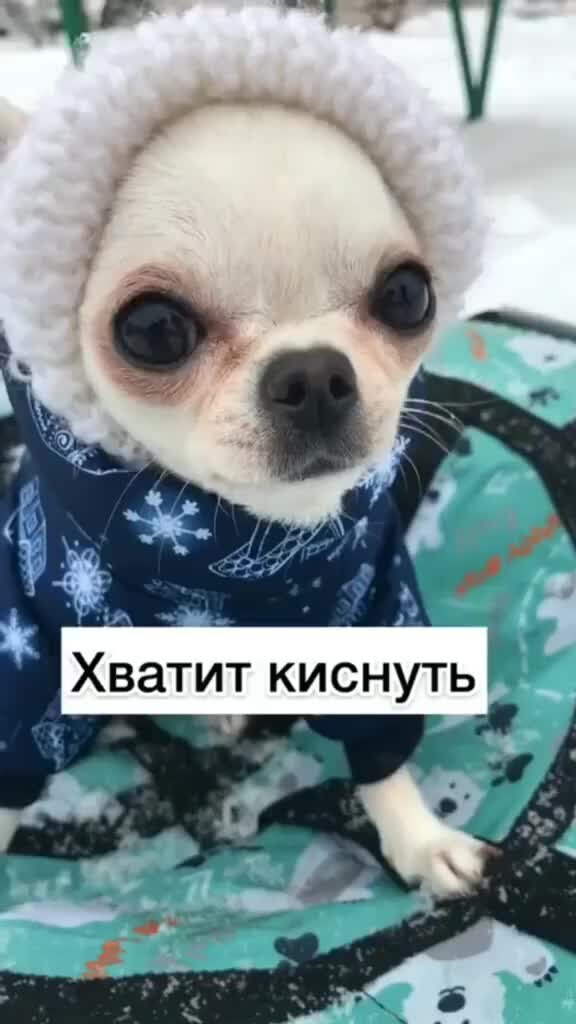 Бони Эм | Хватит киснуть дома #эмочкаболтает #чихуахуа #питомец | Дзен