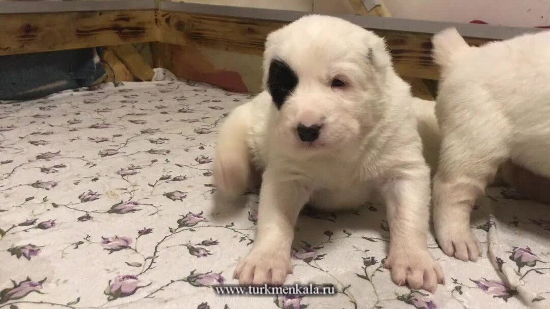 Щенки из питомника. Шиба ину питомник москва. Питомник американских стаффордширских терьеров. Щенки из питомника. Собаки из питомника.