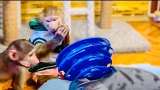 Отец гамадрил. Люся гамадриленыш тайган. Гамадрил люська последние новости из тайгана. Гамадрил люська последние новости из тайгана. Макака люся.