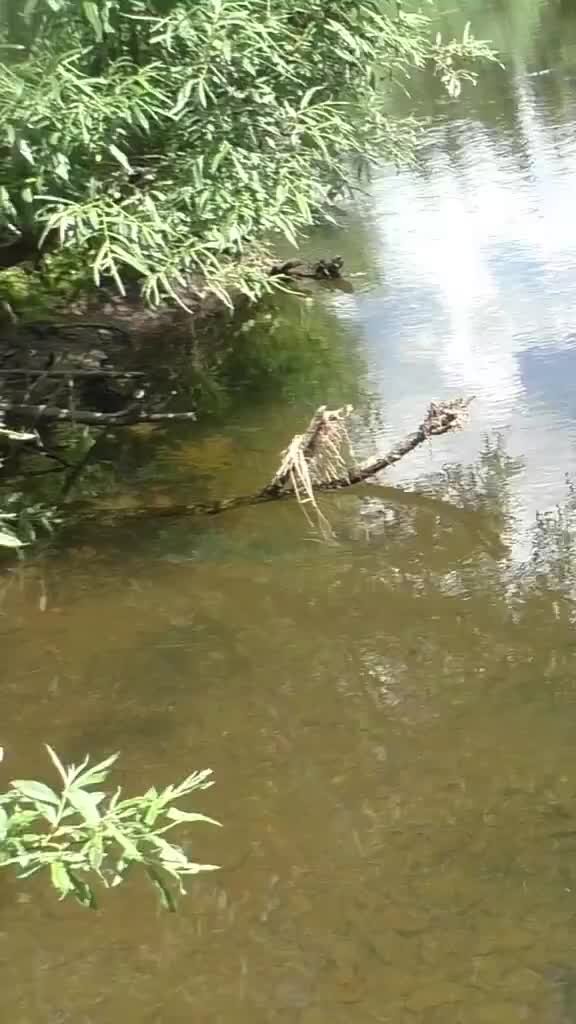таежные ельники. Taiga forest чай. Taiga forest чай. тайга (хвойные леса) в питере. тайга лес новосибирск.