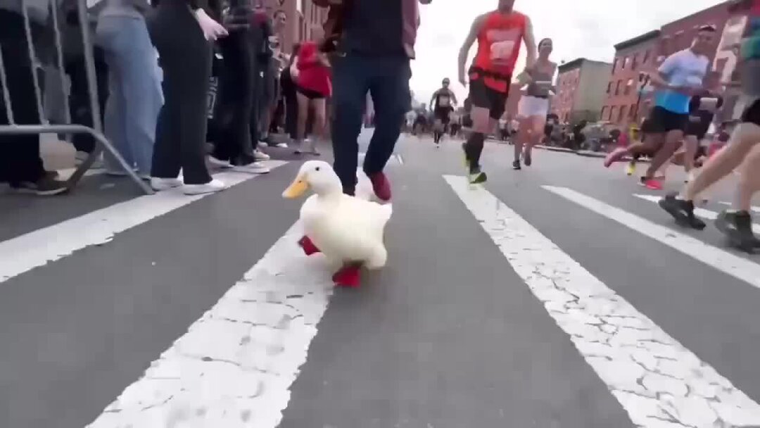 Утка на марафоне в Нью Йорке