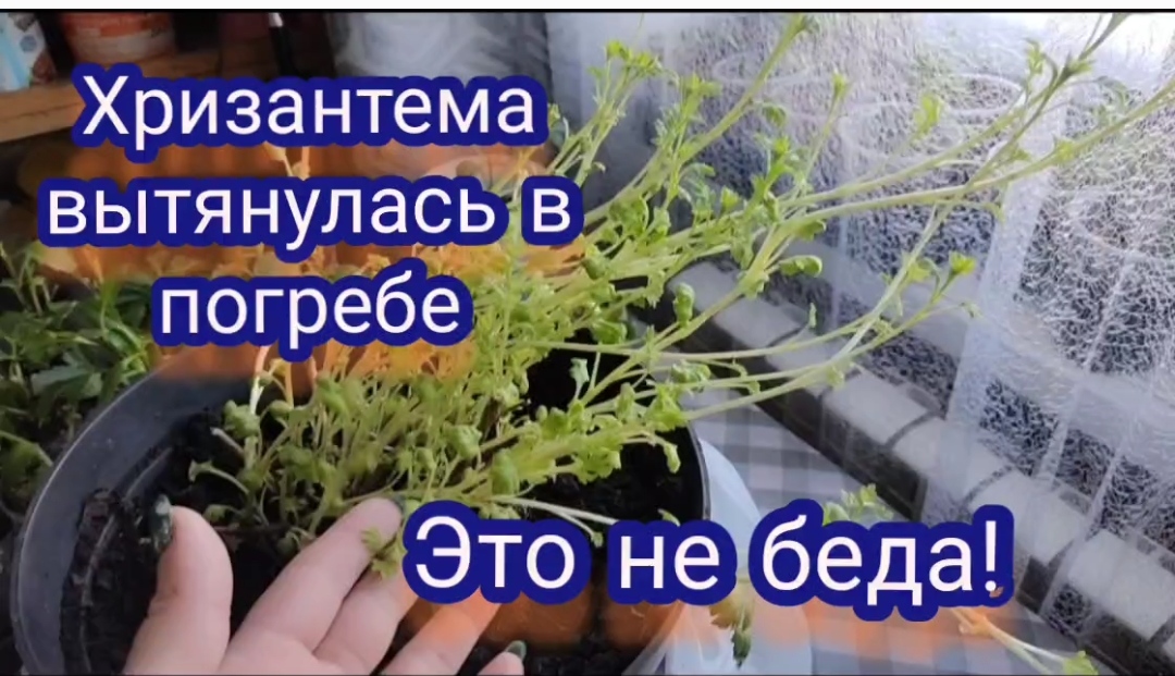 Хризантема мультифлора подготовка к зиме. Хризантема мультифлора подготовка к зиме. Хризантемы мультифлора зимовка. Хризантем мультифлора подготовка к зиме. Мультифлора хризантема на зиму.