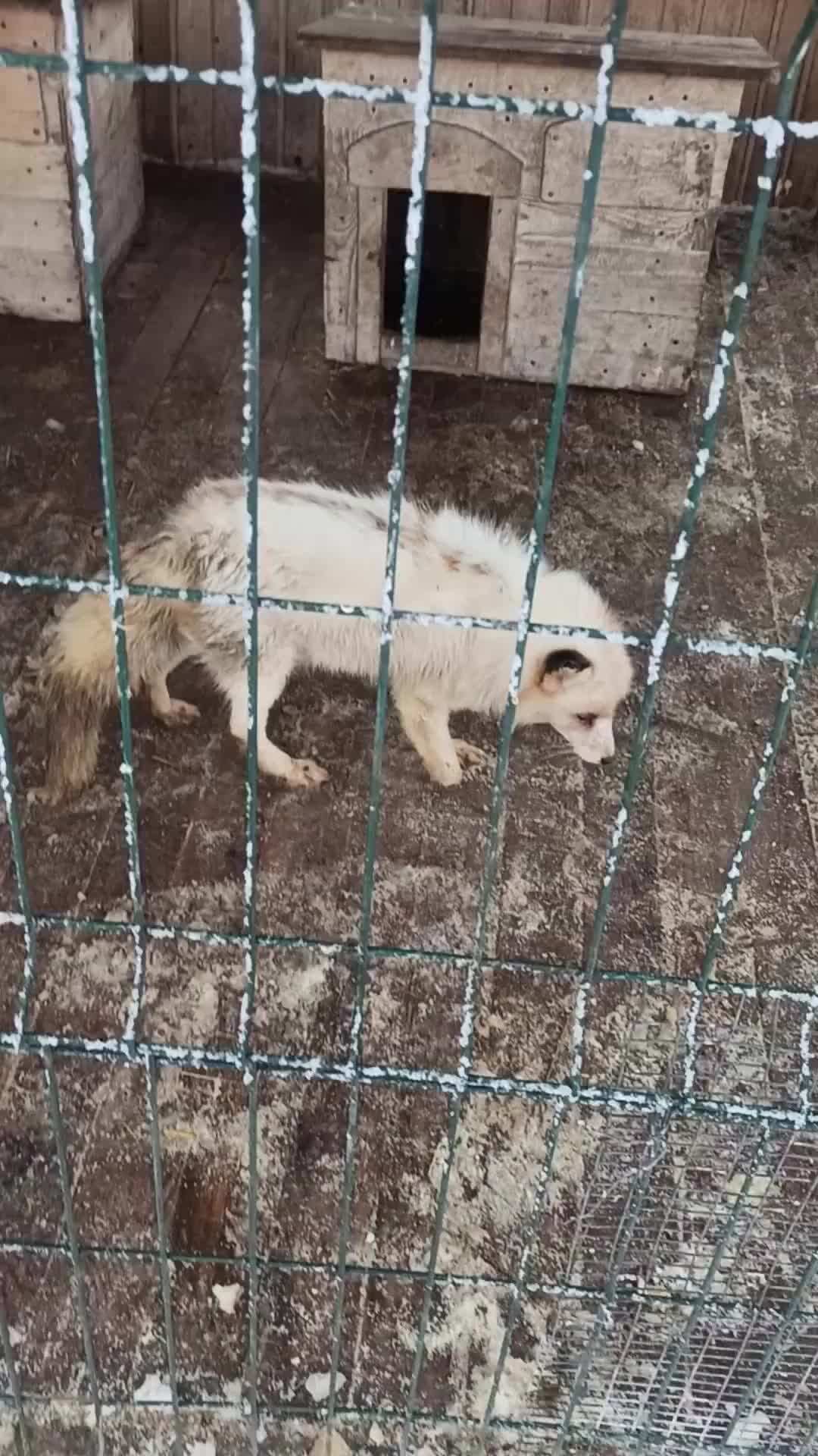 Приют для птиц. Приют для диких животных. Питомник диких животных. Основной приют диких животных в москве. Приют для диких животных.