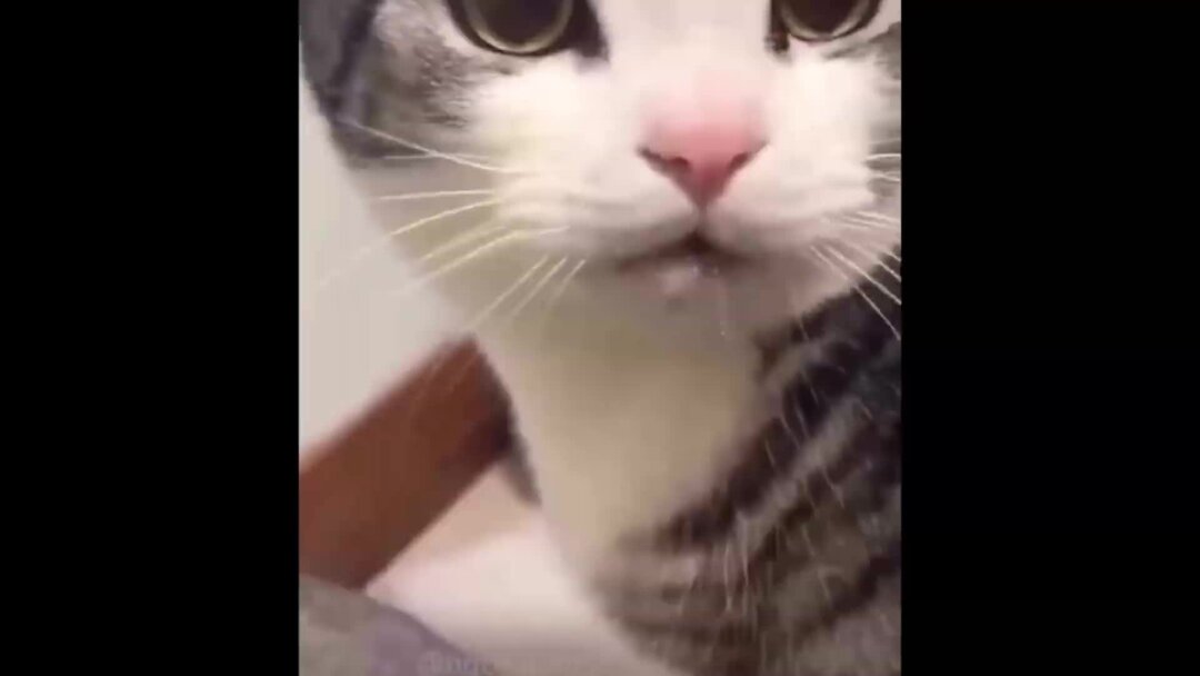 Забавные котята. Три кошки. Котята видео для детей. Несколько котов. Милые коты.