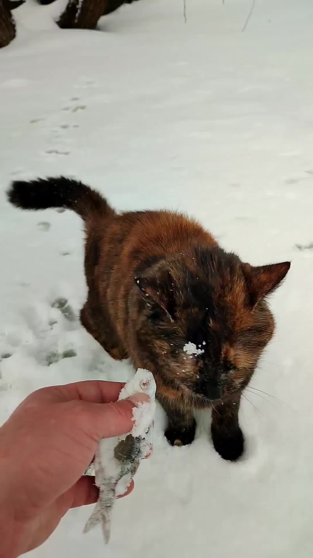 Сашка пришел. Картинки сашки самые лучшие. Саша негр. Саша черный негр. Шутки про сашку.