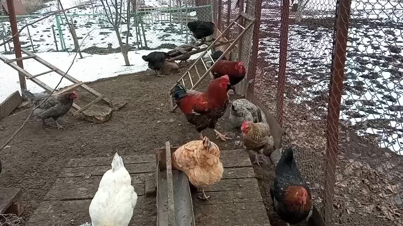 язык котов хвостом. кот идет вперед. кот идет вид сзади. Feral cat. кошка ходит на полусогнутых.