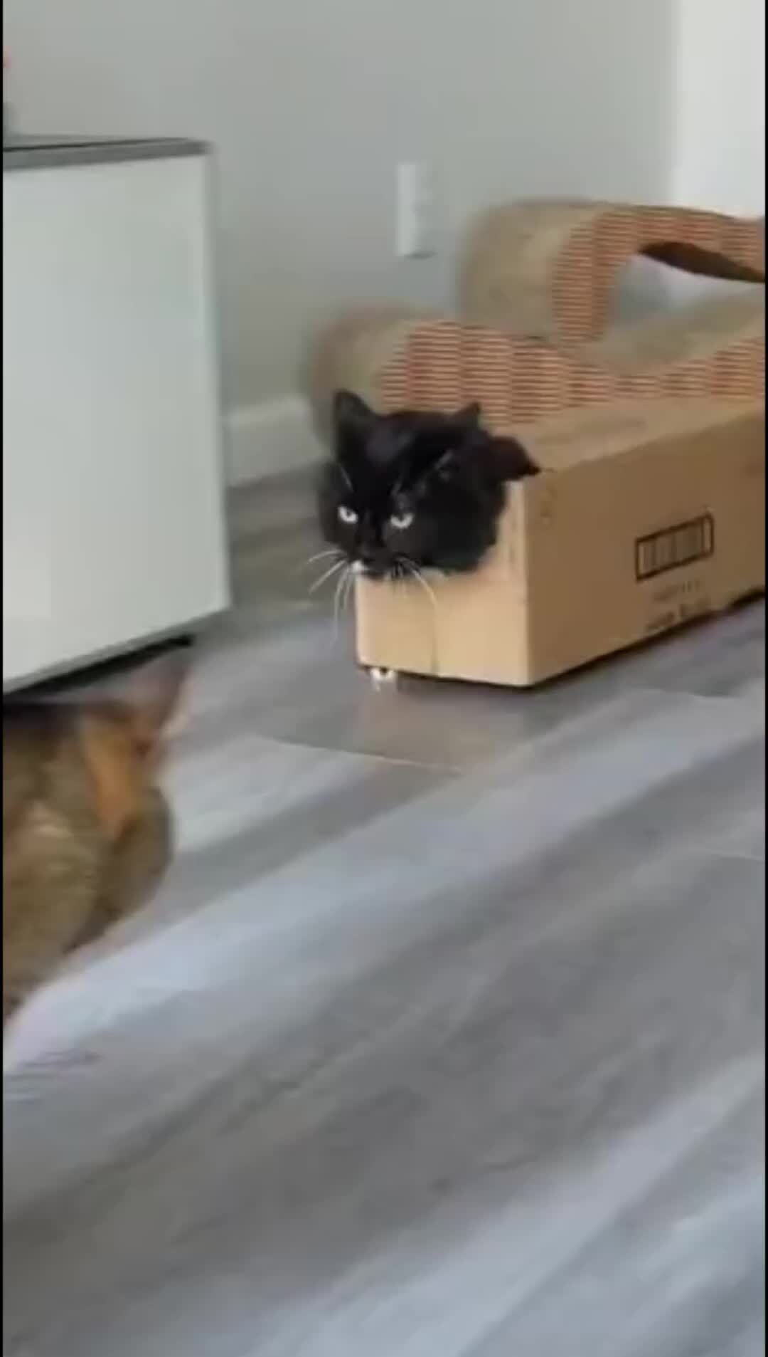 кошка ходит по пятам за хозяином. кошка ходит по пятам за хозяином. кот ходит по пятам. котенок ходит по пятам за хозяином. котенок ходит по пятам за хозяином.