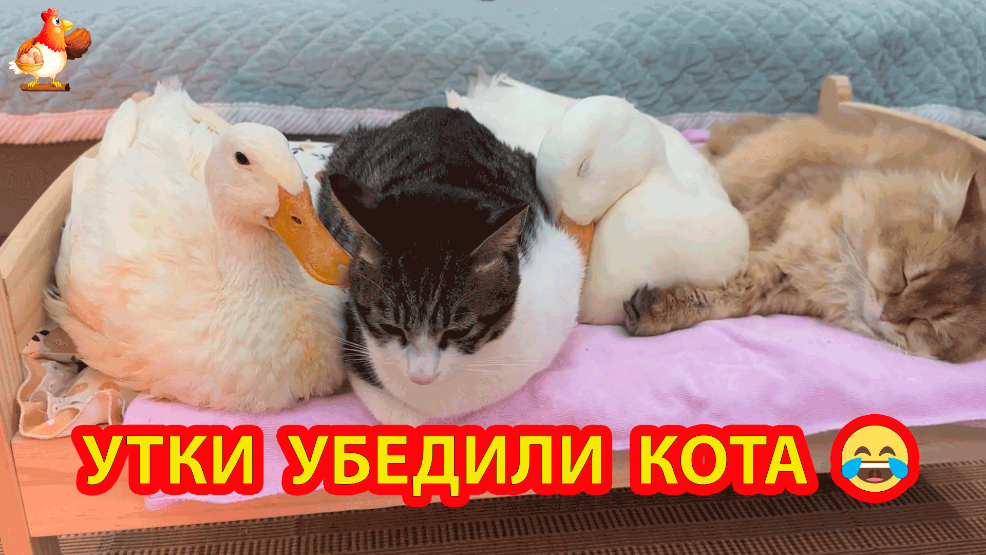 Давай поспим вместе. Давай поспим вместе