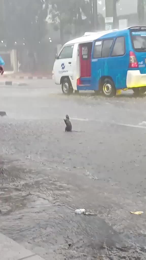 выходные картинки прикольные. пятница с животными. веселых выходных. видео прикол выходной. крутых выходных.