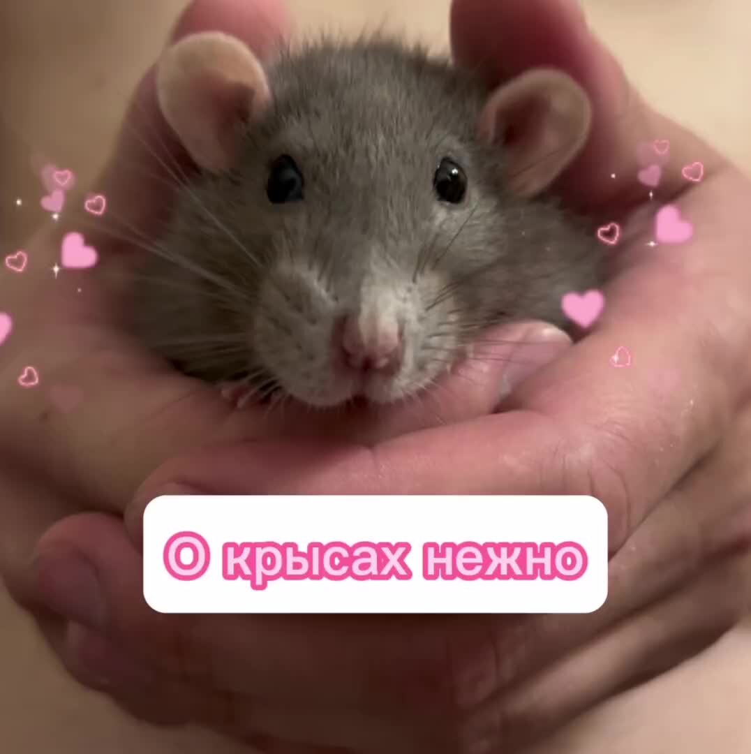 Мем крысы подруги