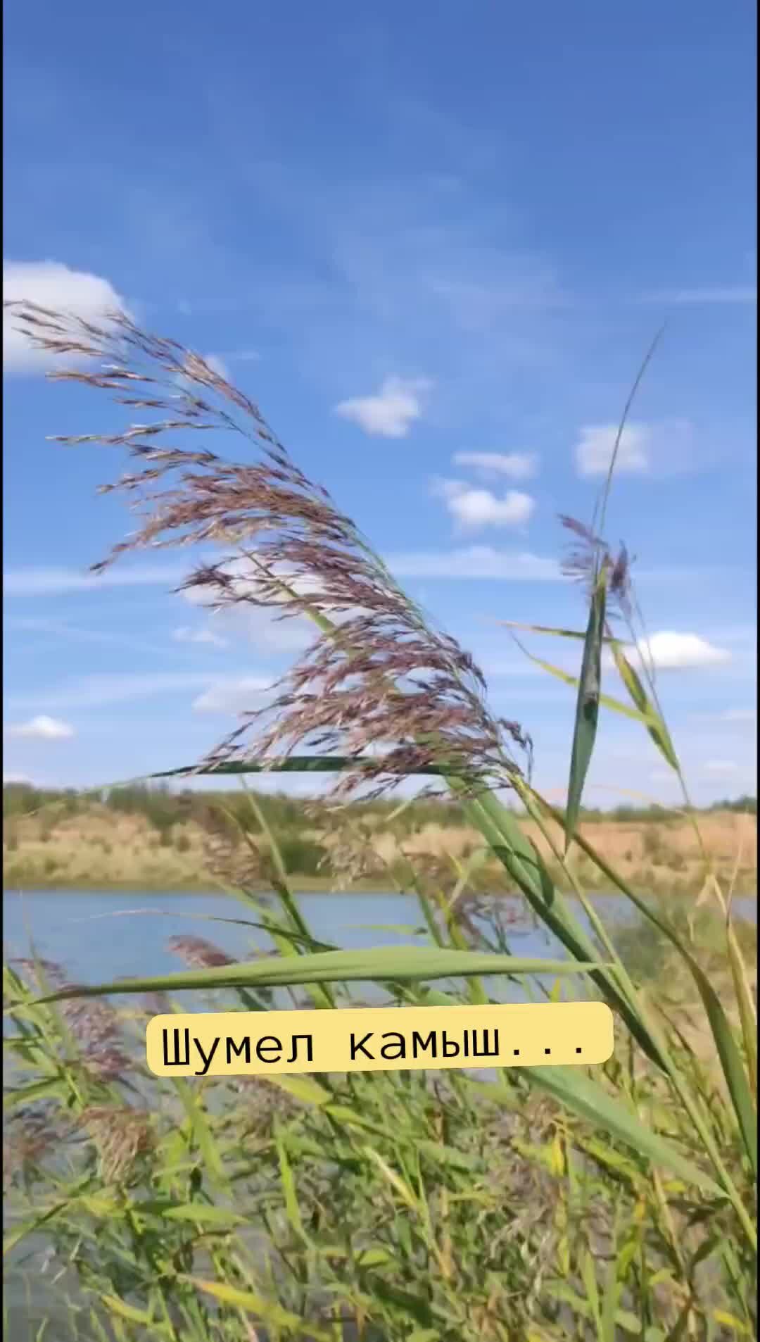 Рогоз пух. Шелестели камыши. Шуршат камыши. Камыш гиф. Шелестели камыши.