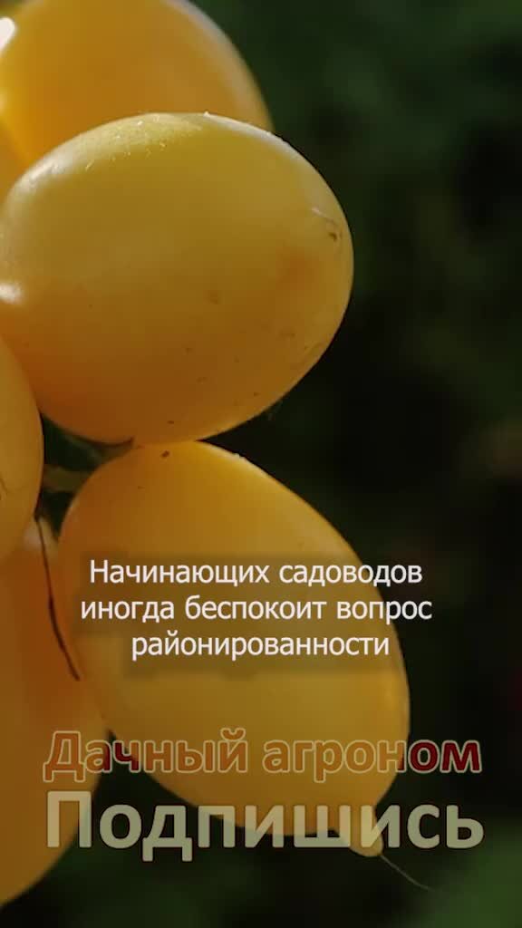 когда ставить запятая перед ч. запятая. тем более запятая. знаки препинания с союзом как. запятые при обращении.