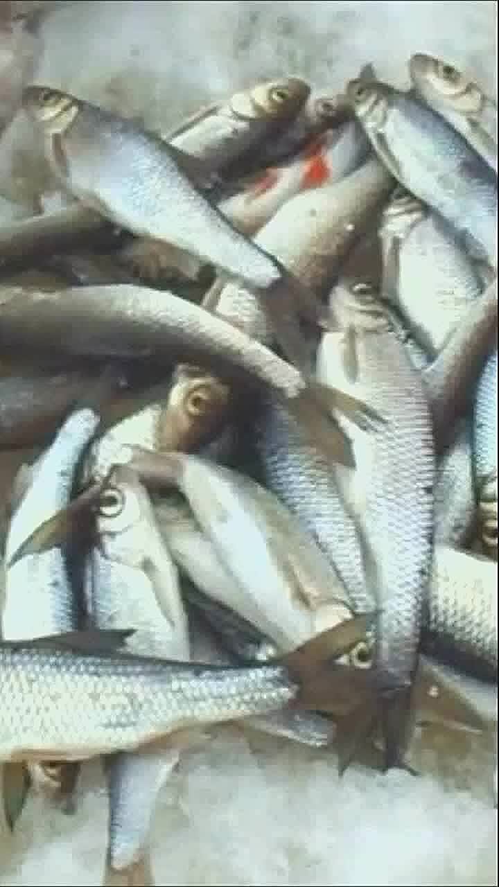 Новогодний стол. Рыбный год. Новогодние блюда. Блюда на новый год ресторан. Рыбный стол на новый год.