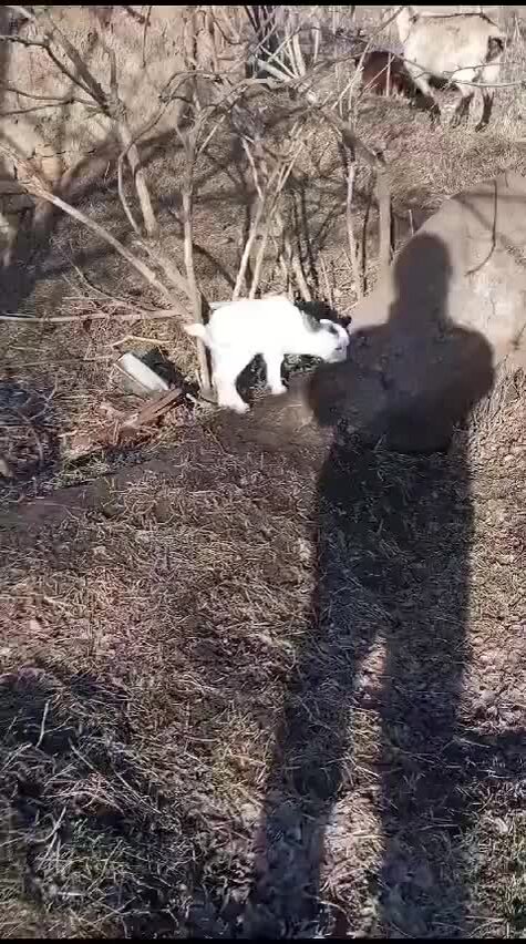 жизнь васи. жизнь васи. лолкот. жизнь васи. жизнь васи.