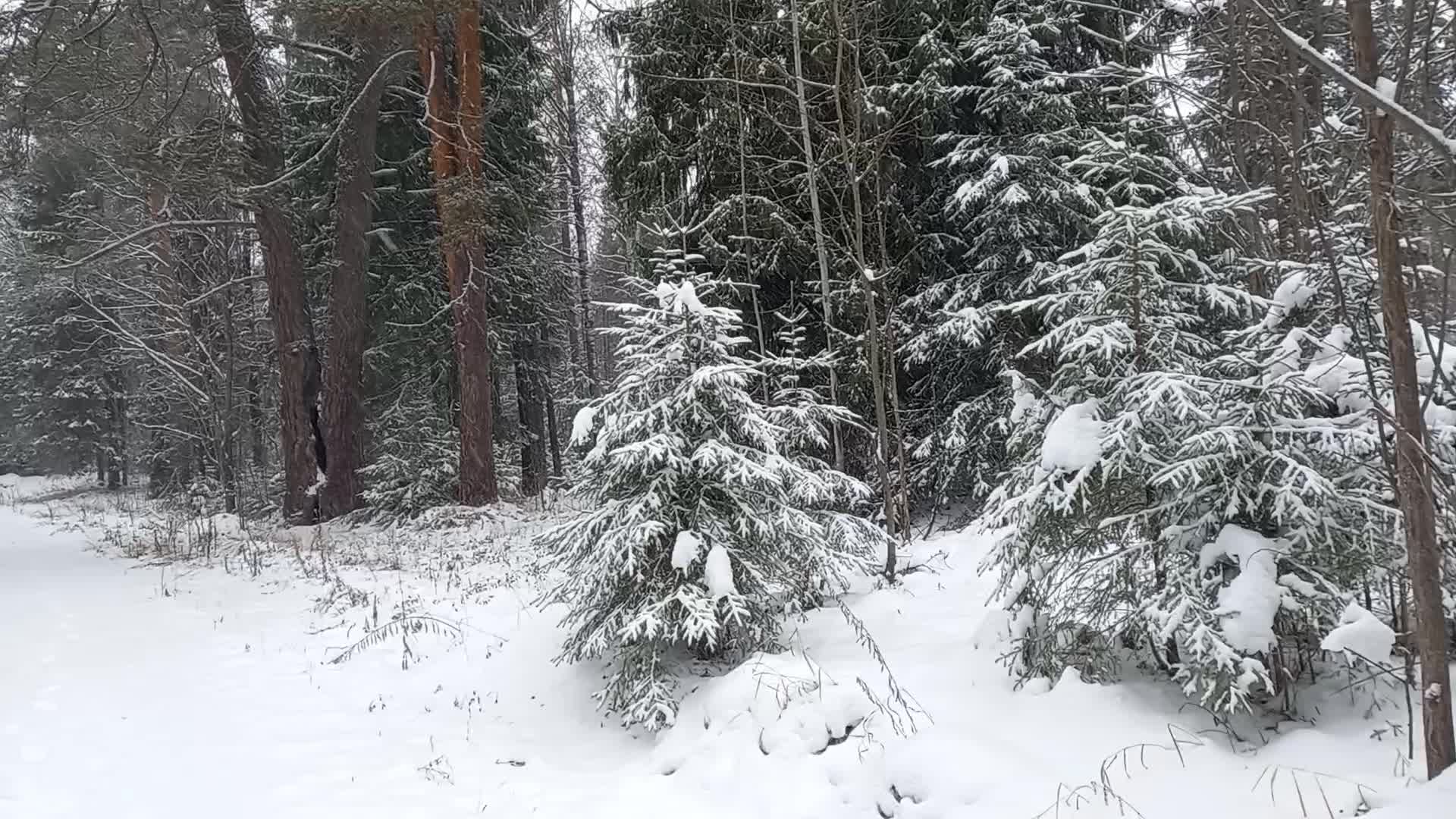 Мышка полевка зимняя. Мышь полевка зимой. Звери в снегу. Прощай осень стихи. Голубые первоцветы пролески.