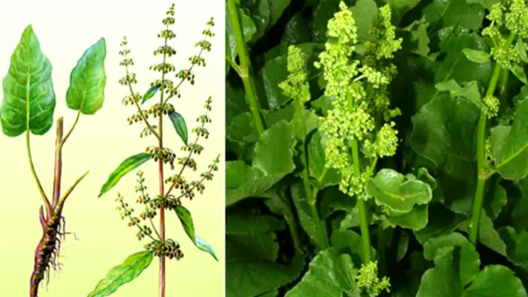 Растение конский щавель. Конский щавель (дикий щавель). Корень щавеля. ). ).