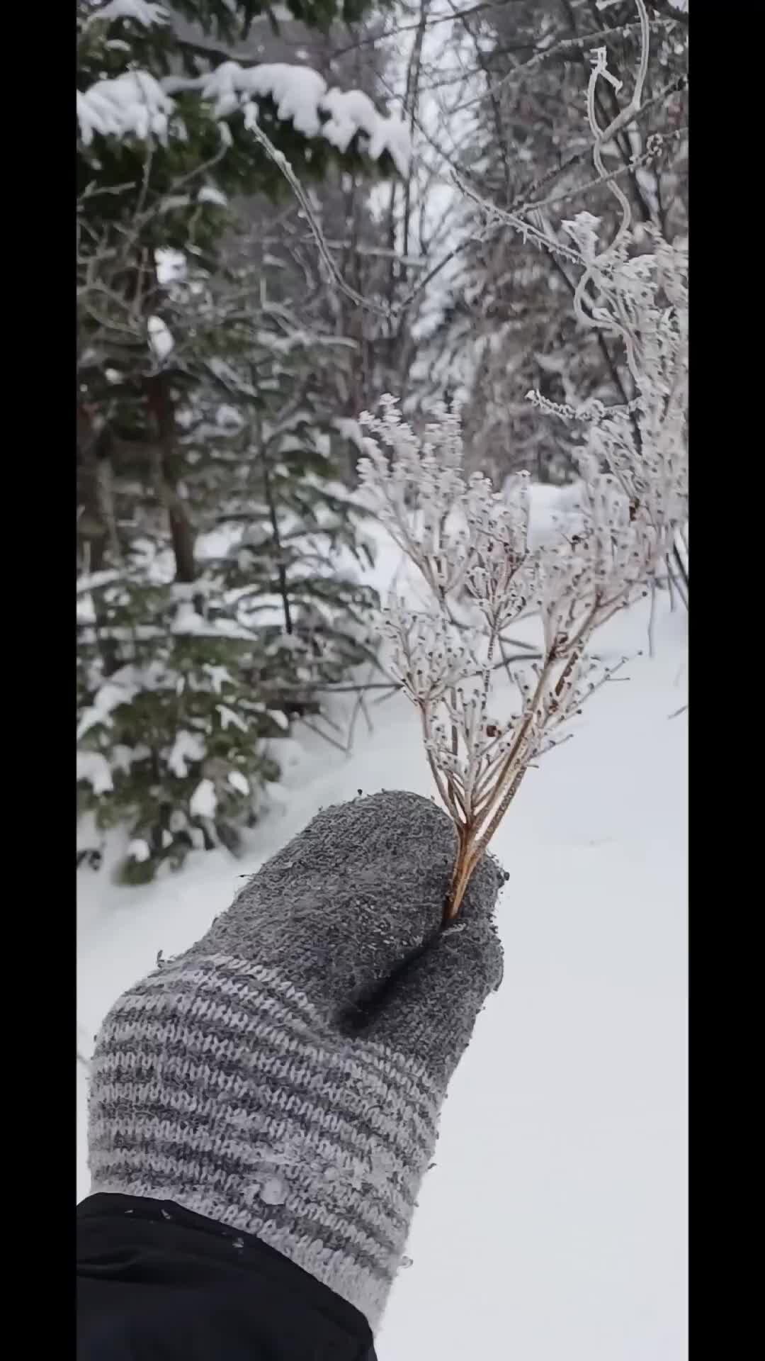 Новогоднее печенье 