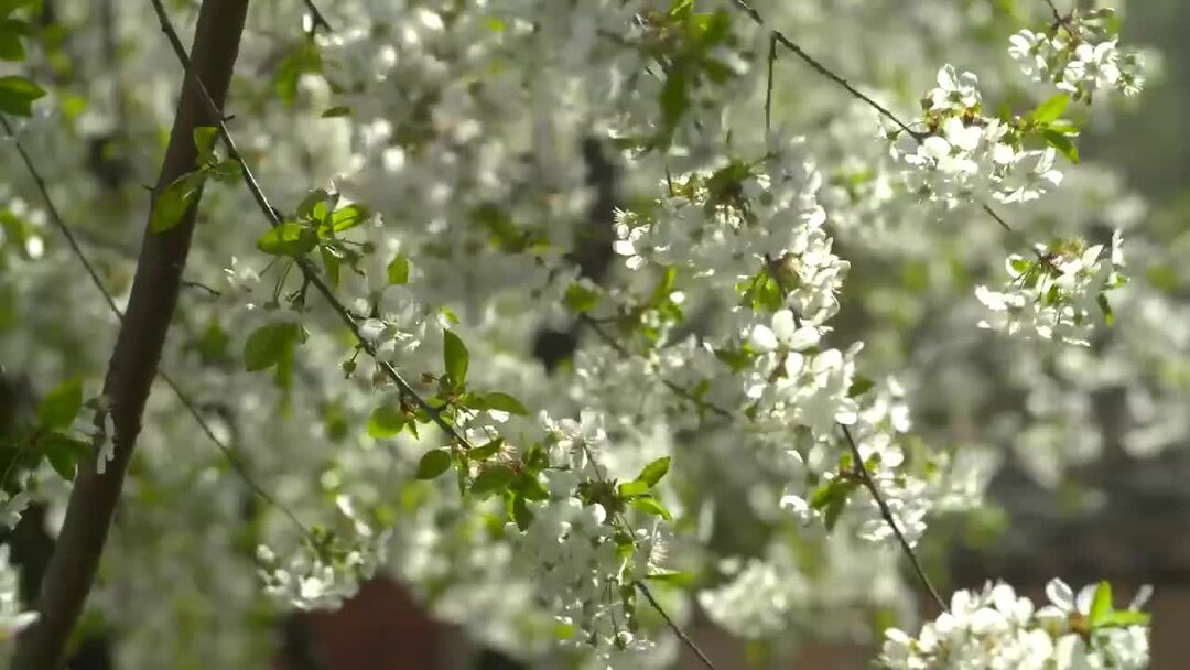 детские музыкальные фоны для презентаций. птицы летом. весенние звуки природы для детей. весенний дождь. берёза листья.