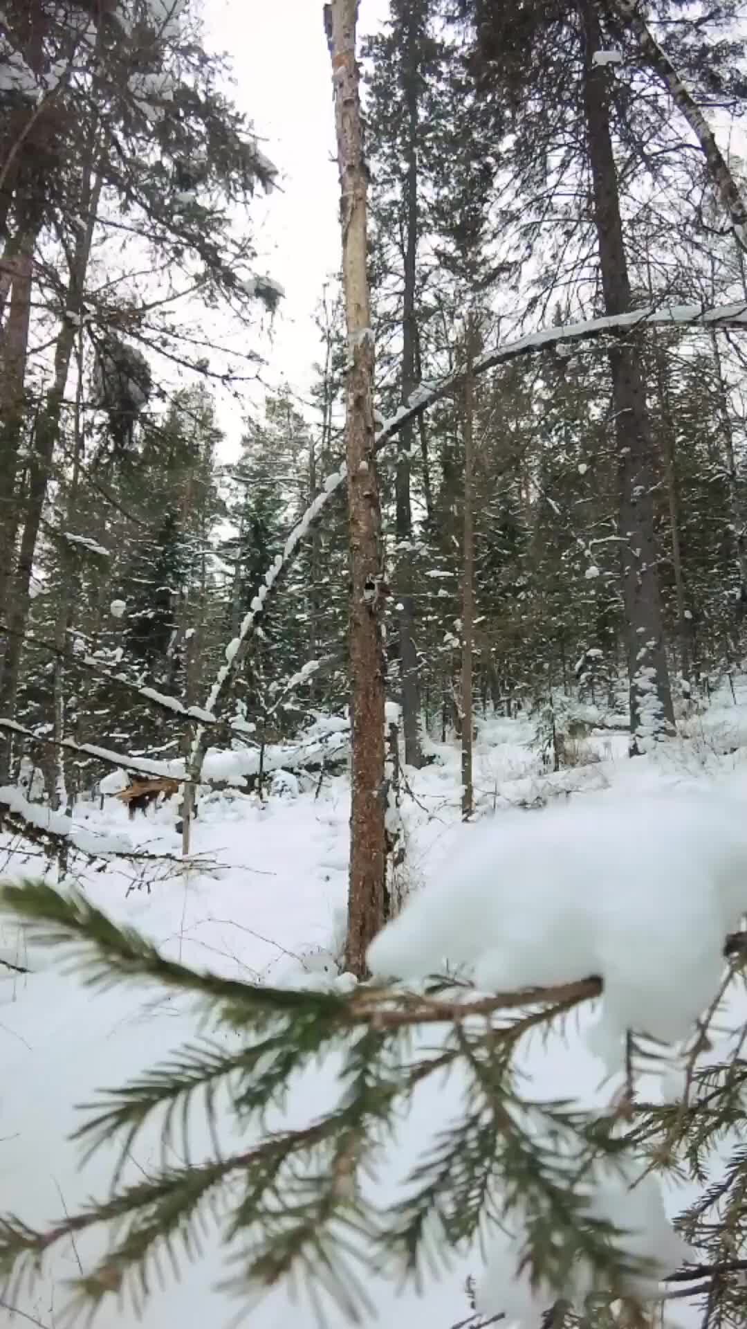 Включаются зимой