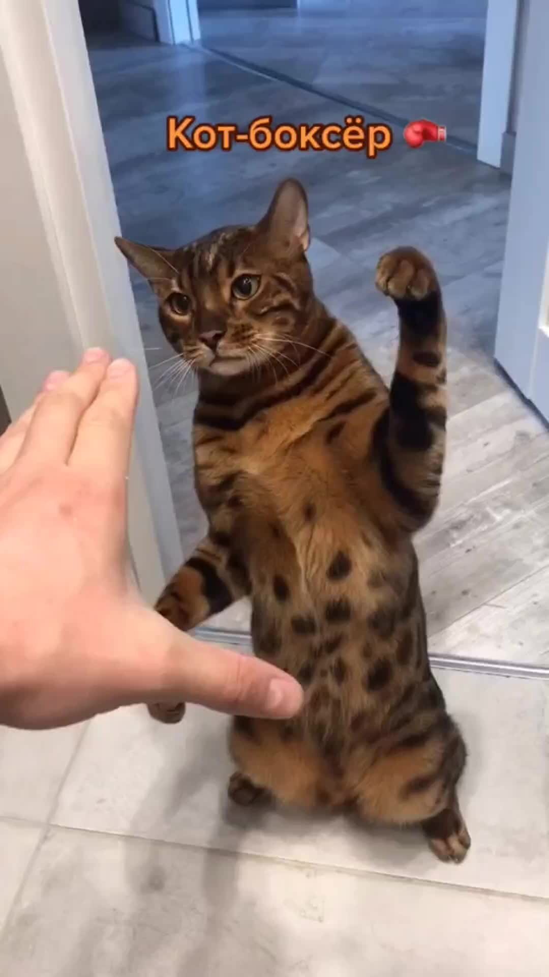 Кот боксер картинки