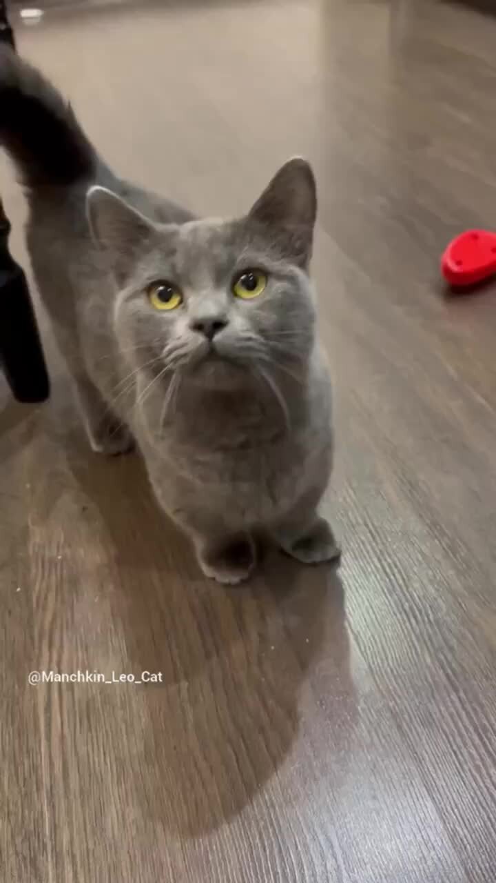 котенок в наушниках. мартовские коты картинки смешные. музыкальный кот. песня кота прикол. песня кота прикол.