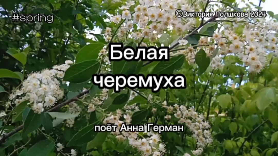 Белая черемуха кто исполняет