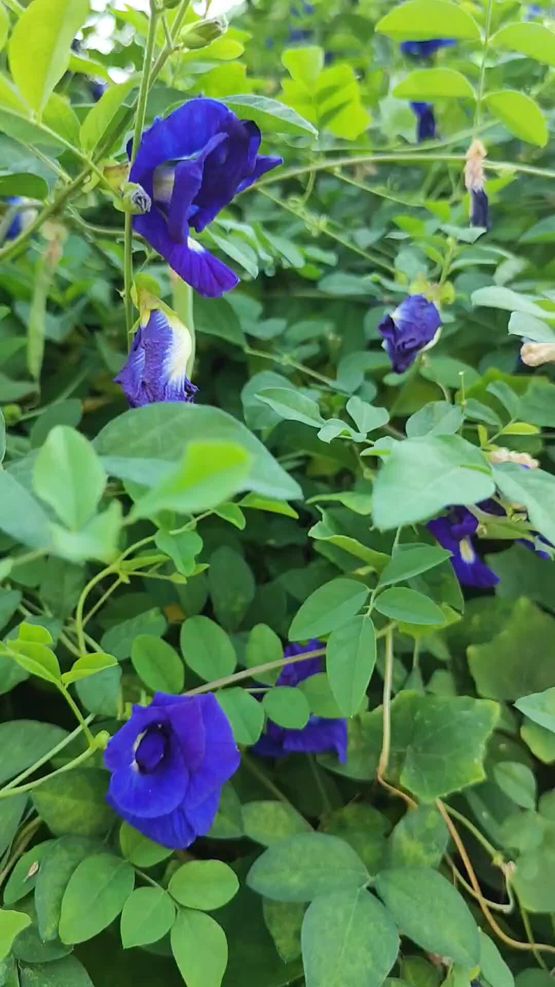 Клитория тройчатая, или тройственная (Clitoria ternatea)