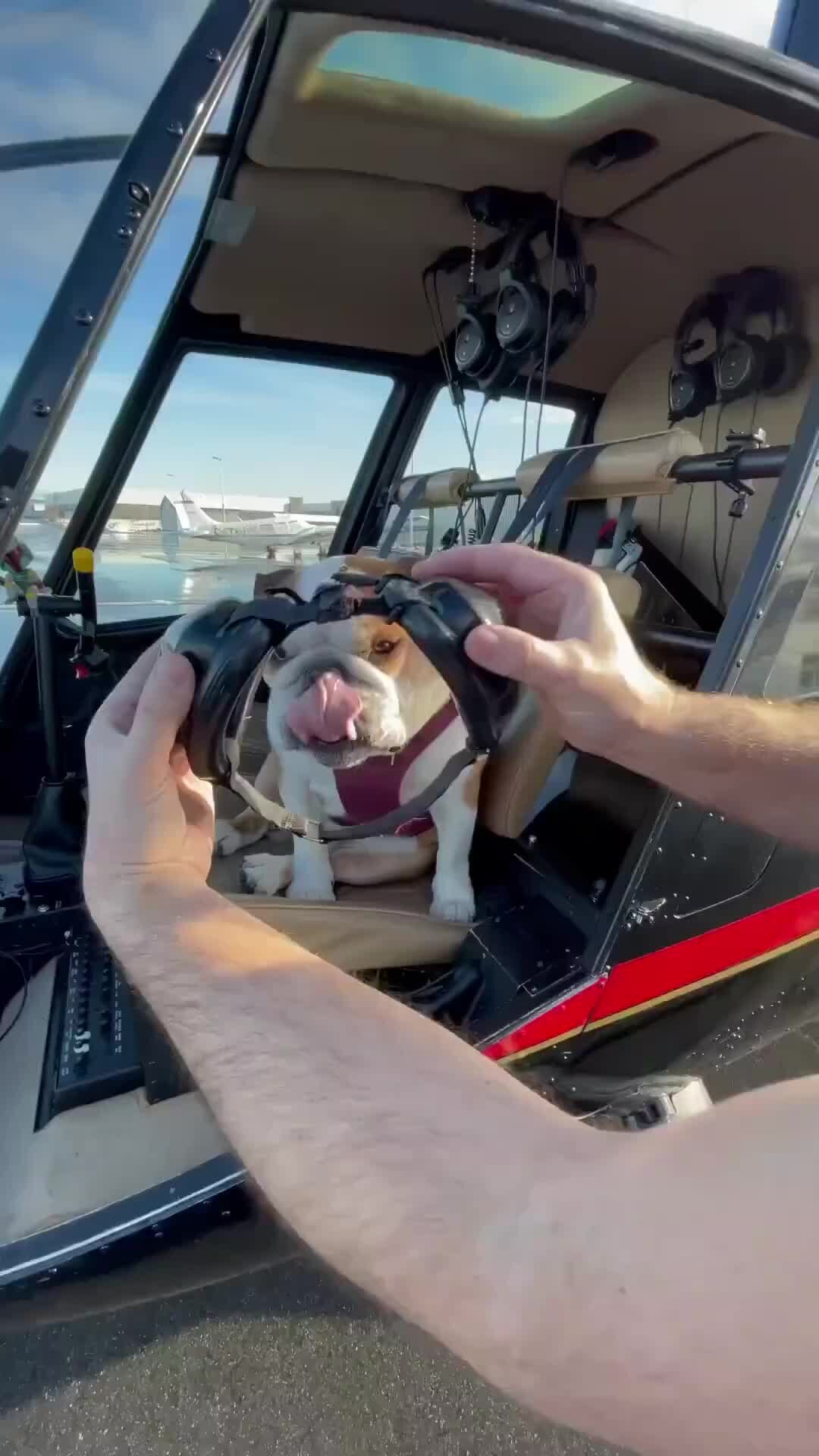 Человек, который смеется. Смешные коровы до слёз. Женщина смеется. Человек с огромной улыбкой. Ржака до слез 2021.