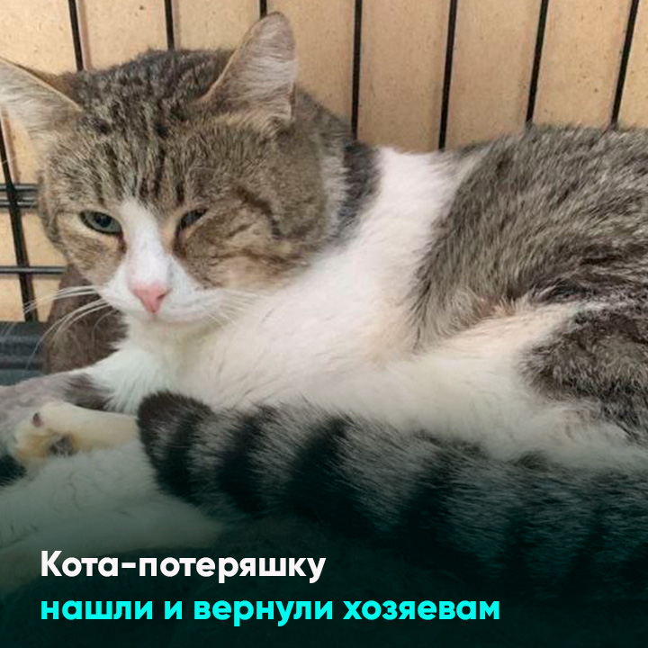 прикольные картинки. кошка мальчик. коты. забавные домашние животные. взаимопомощь животных.