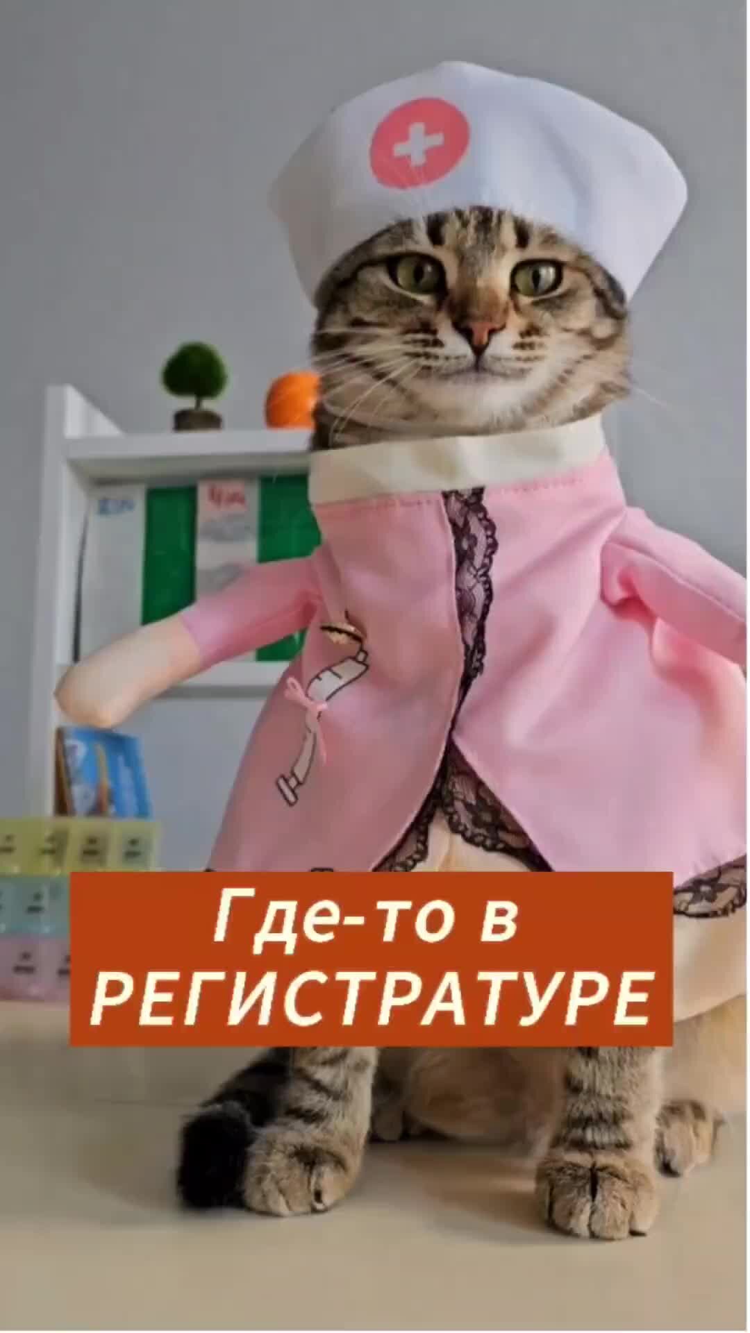 Где-то в регистратуре #<b>котики</b> #юмор.