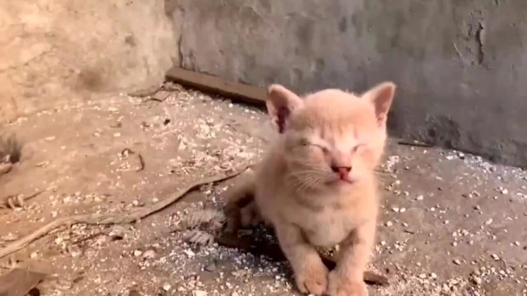 Котики плачут видео Котики плачут видео
