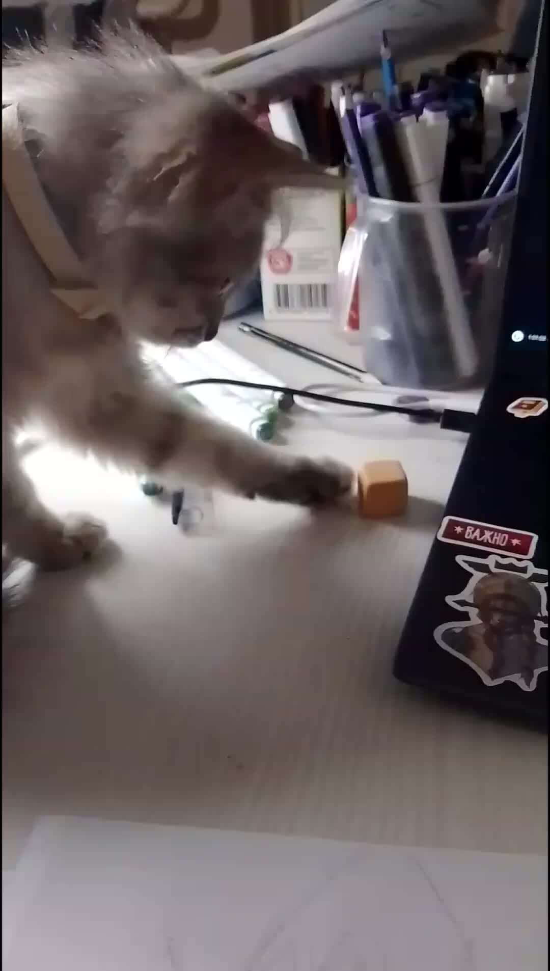 лоток для кошек. кот около миски. лоток для котят. котенок не ест и не ходит. лоток для котят.