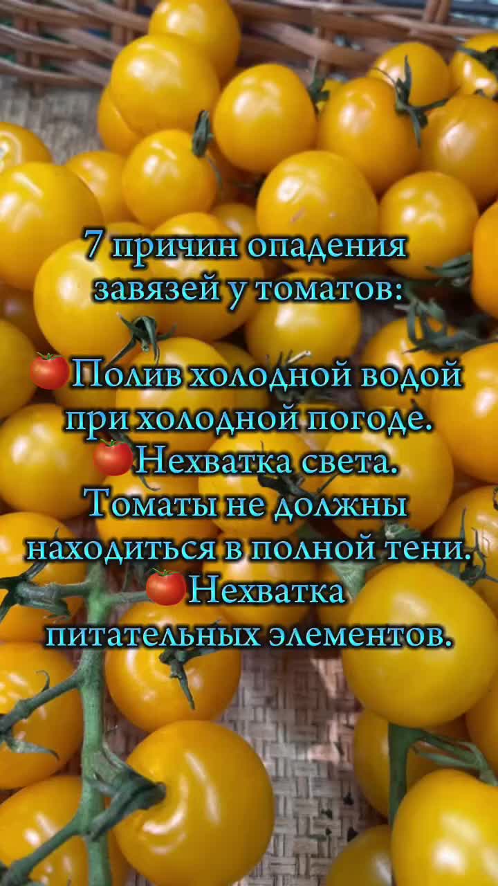 Хочешь помидорчик. Чего не хватает если хочется хурмы. Томатный сок прикол. Если хочется томатов чего не хватает в организме. Почему хочется томатов.