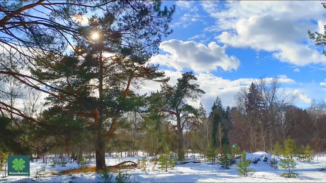 Звук ветра в лесу