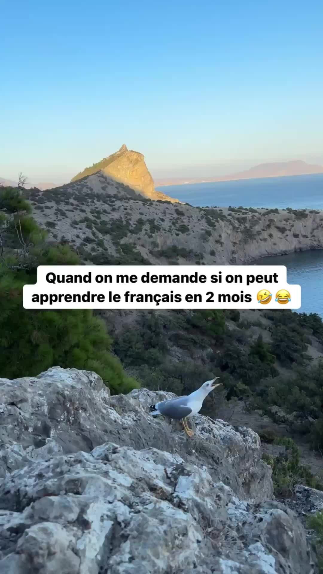 Чайка. Гостиница чайка судак. Чайка судак. Лагерь шельф судак. Кинотеатр чайка судак афиша.