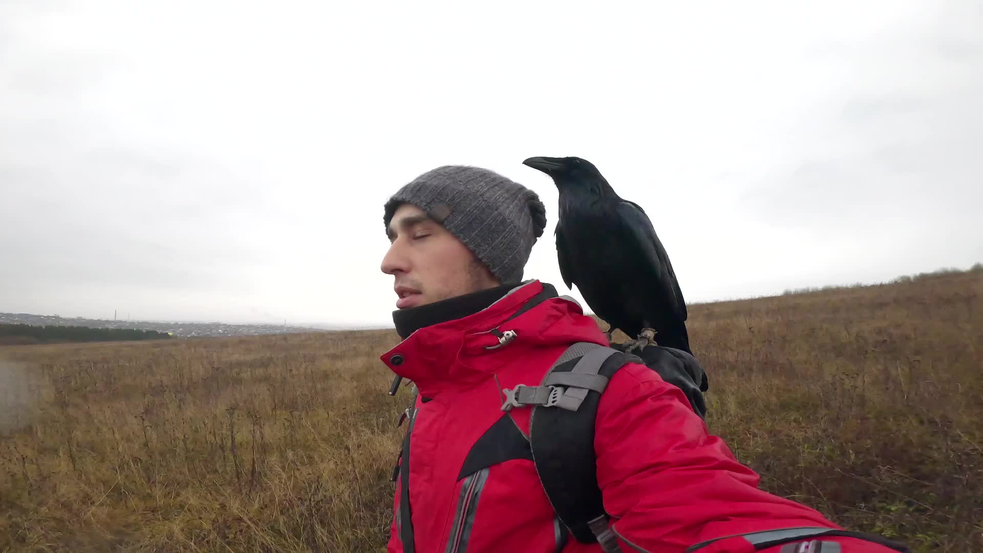 Наблюдение за вороном. Канал ворон. Ворона тв. Ворон тв. Ворон тв.
