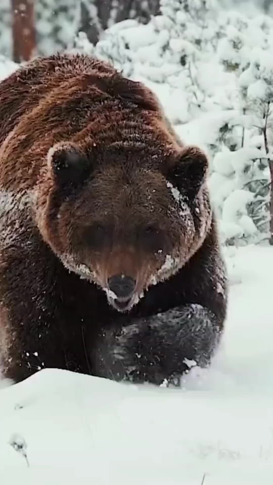 Медведь шатун