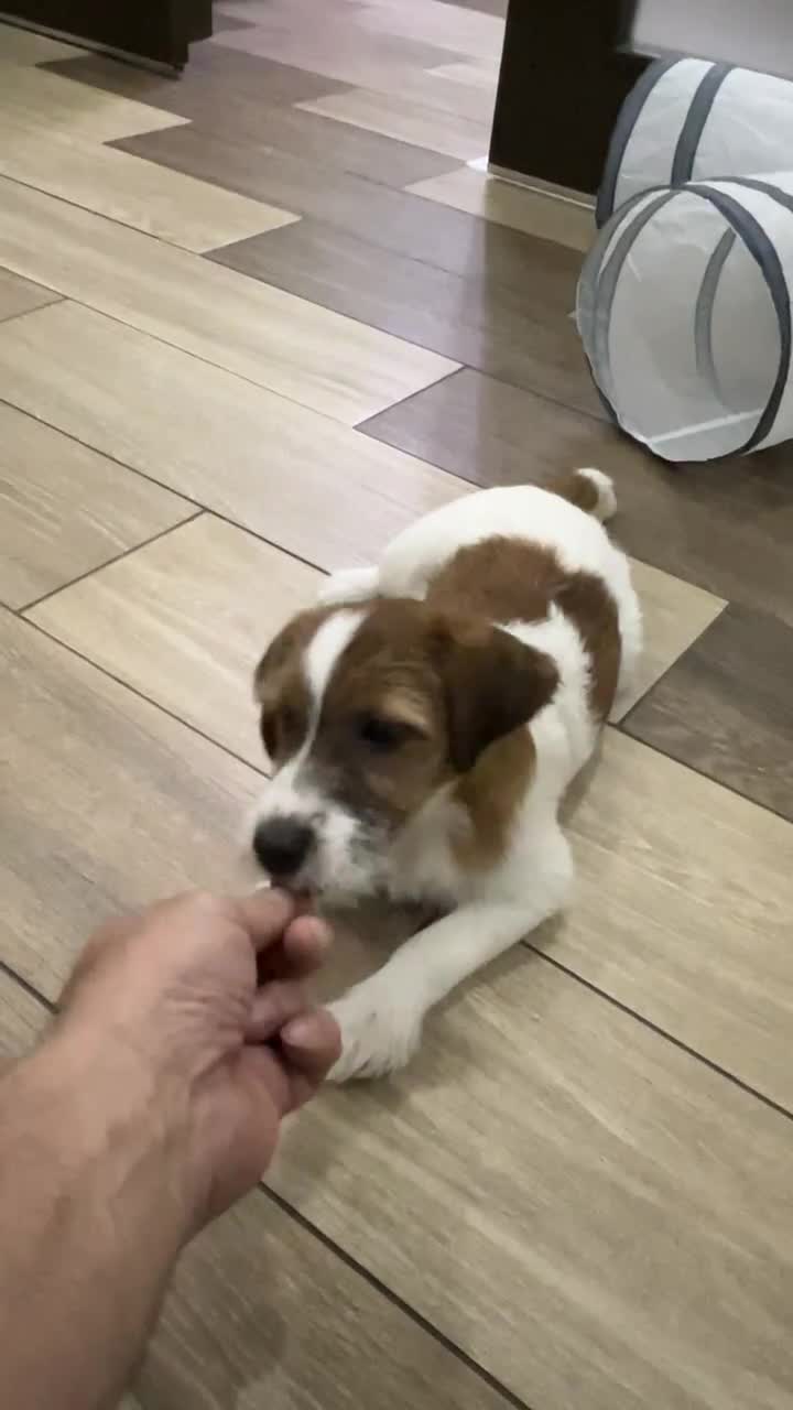 щенок джек рассел терьер 3 месяца. джек рассел терьер 3 месяца. джек-рассел-терьер щенок. щенок рассел терьера 3 месяца. щенок джек рассел 4 месяца.