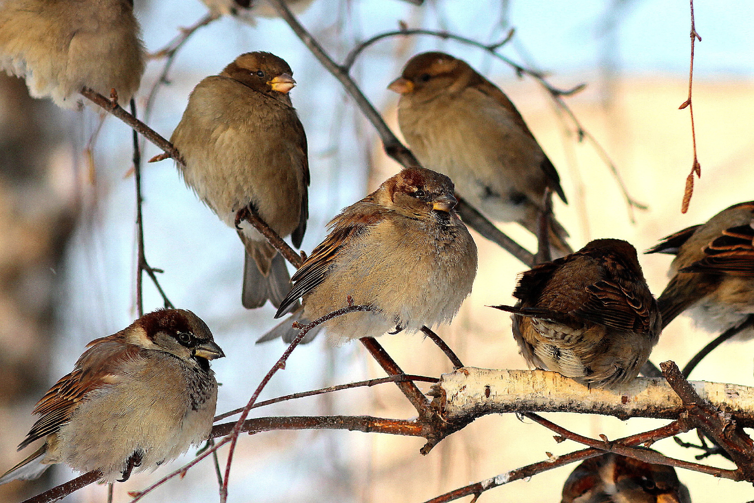 Красноголовый воробей. Воробей домовый и полевой. Воробушки весной. Домовый воробей воробьиные. Красноголовый воробей.