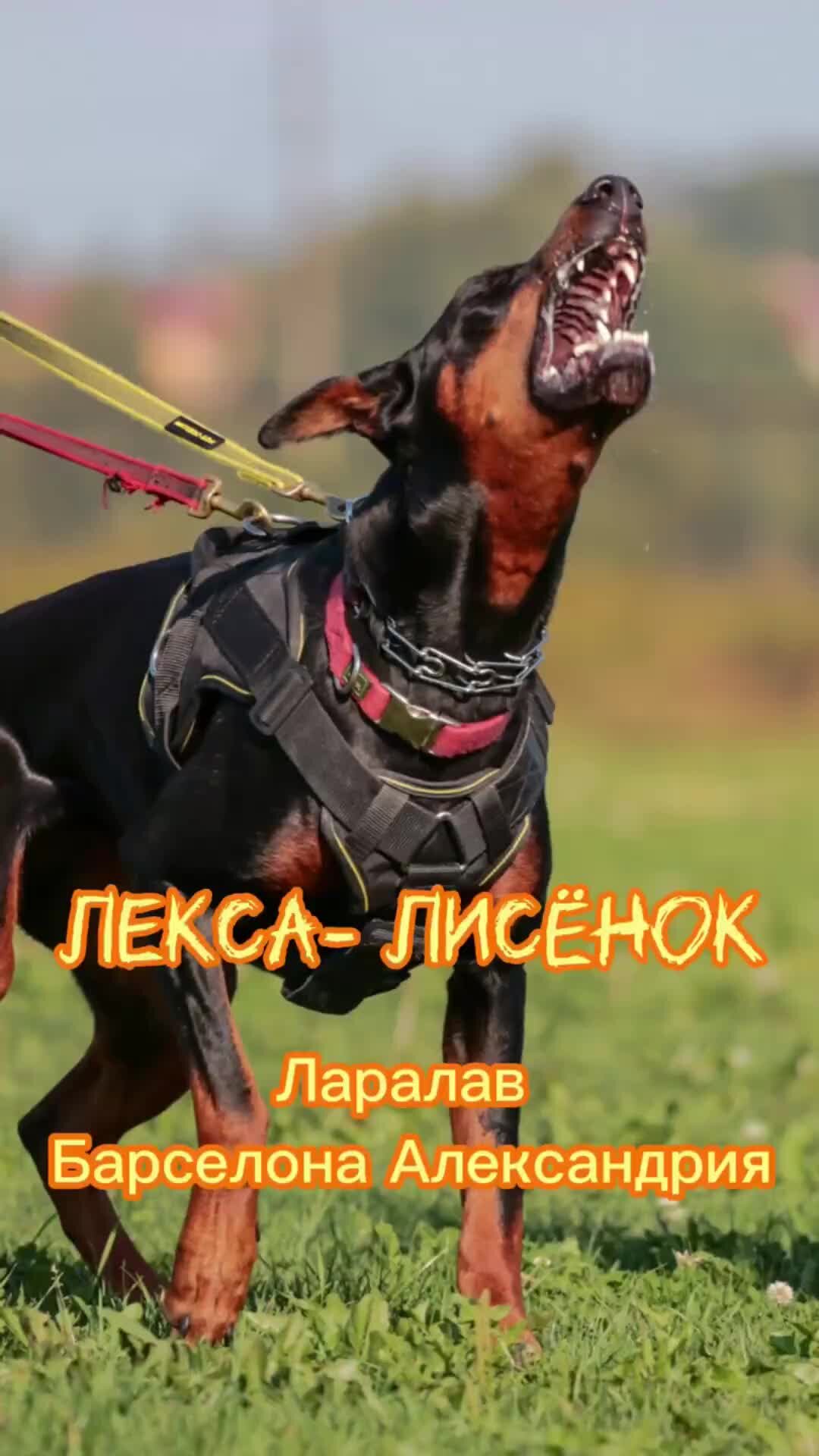 laralove_doberman | спортивная собака - это высокая ответственнось и ...
