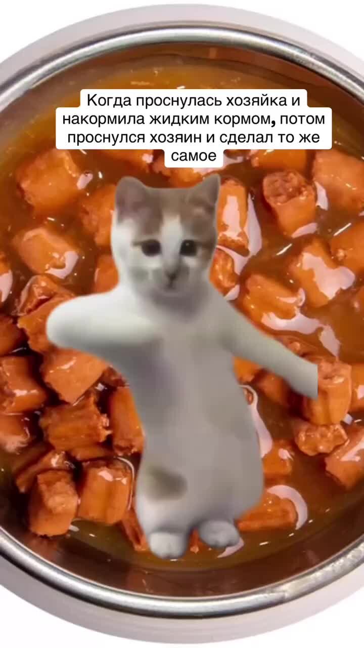 покажи картинки. кошки. милые коты. фото которое наберет много лайков в вк. котенок bubbu.