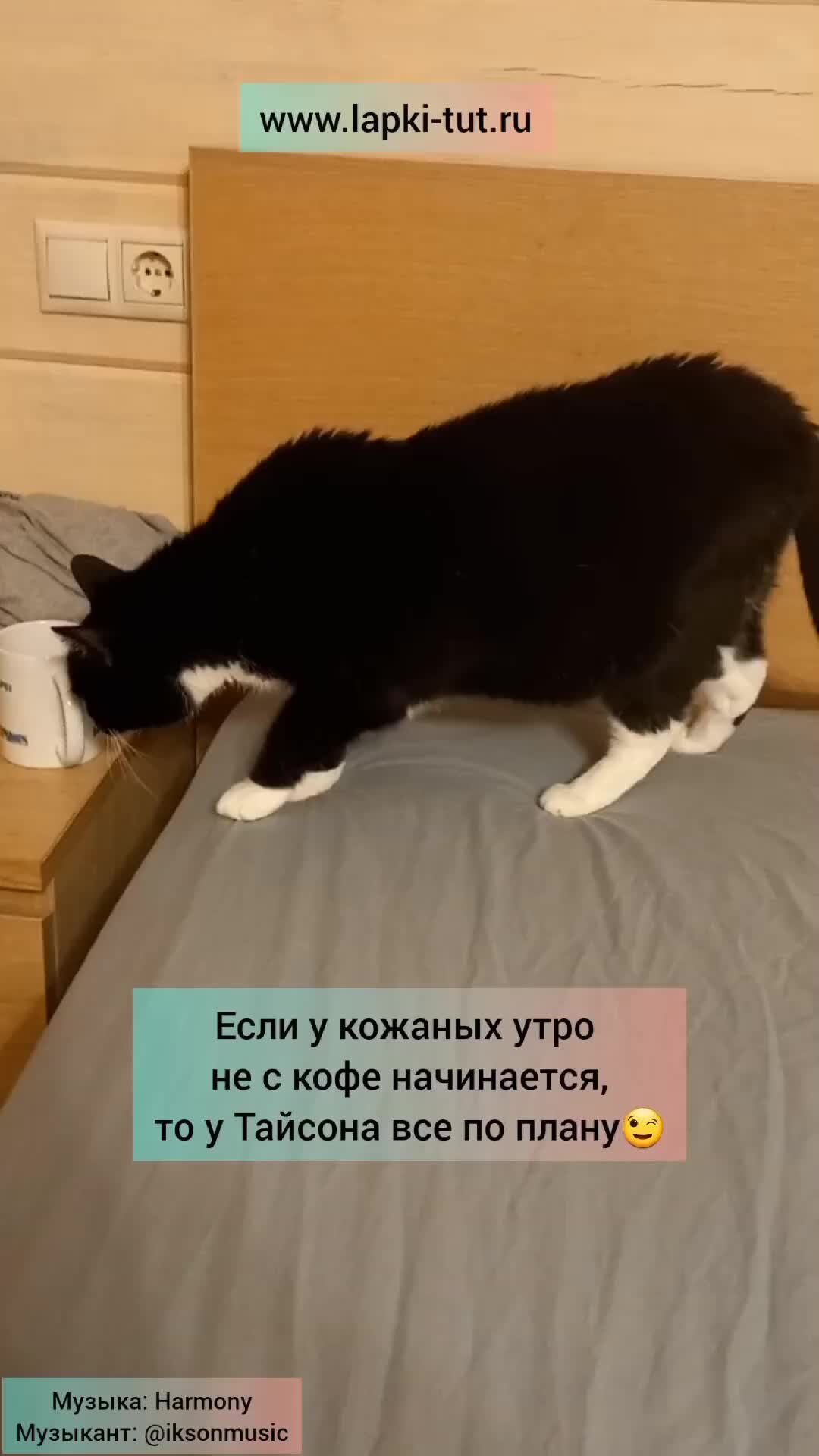 Причем союз. Как правильно писать тут как тут. Как правильно писать тут как тут. Притом союз. Как правильно писать тут как тут.