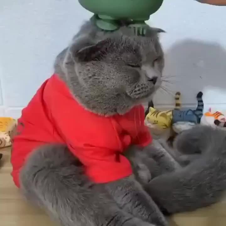 Ходи по тротуару. Разрешается ходить. Я в магазин мем. 1 хожу. 1 хожу.