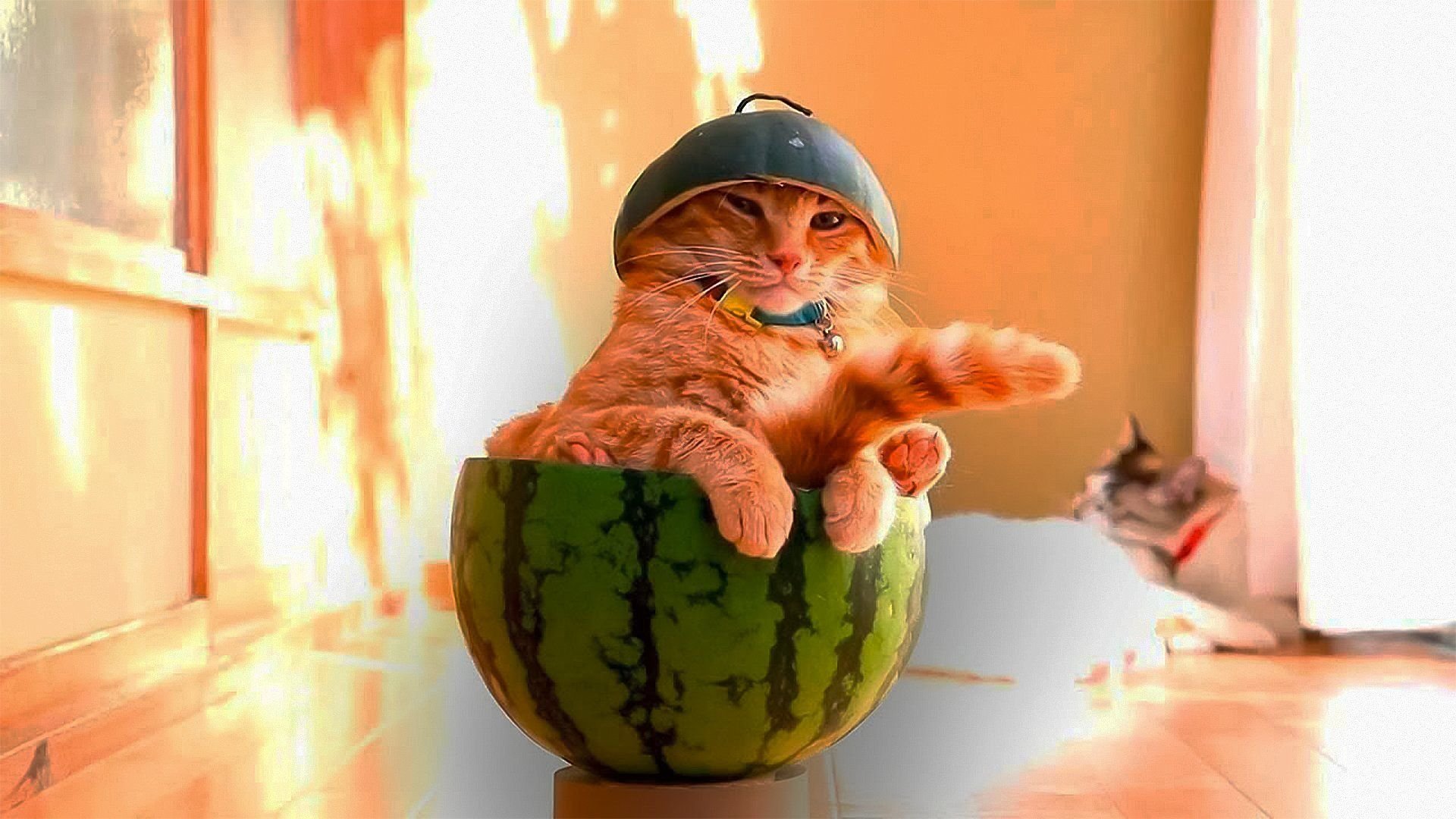 ржачные котики. хочу смешное видео. забавные кошки. кот сел на шпагат. кот прикол.