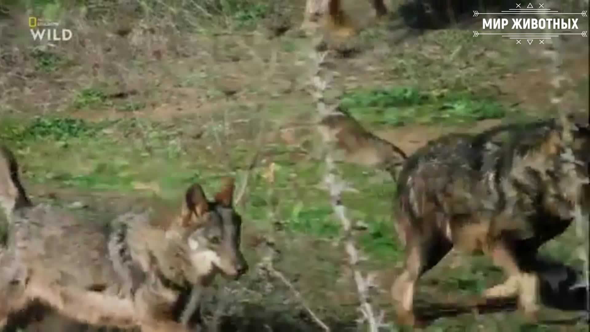 волки эволюция диких животных. волки эволюция диких животных. игра симулятор эволюции. волки эволюции диких. симулятор волка эволюция диких животных.