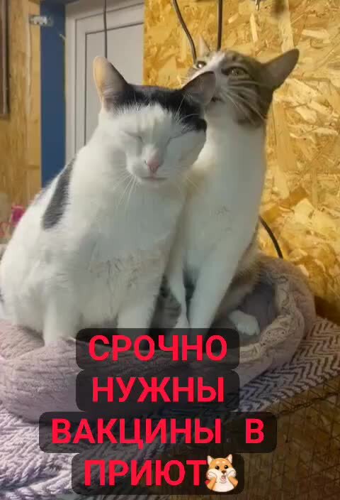 коты гуляют.