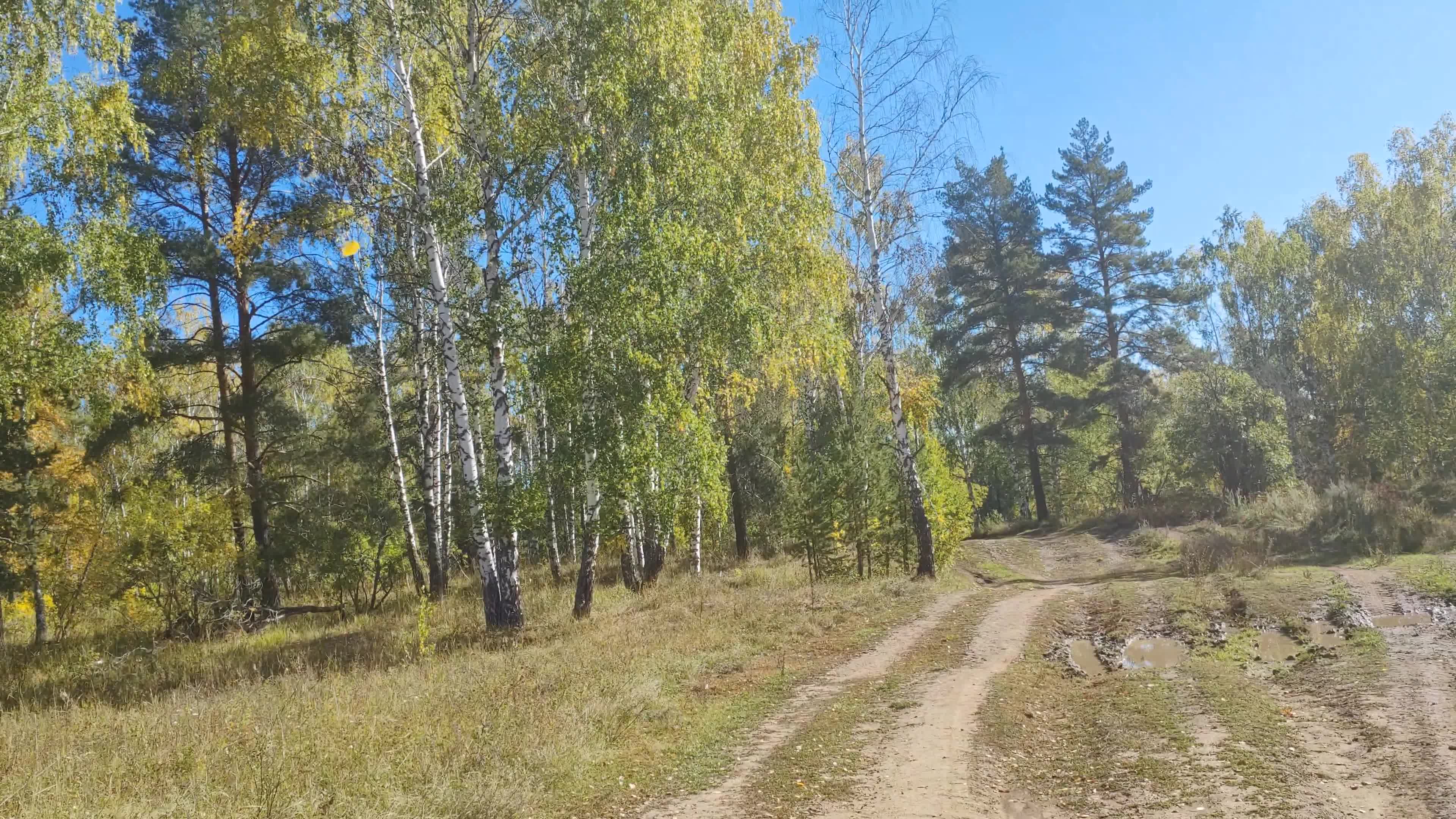 Башкирский лес екатеринбург базовый